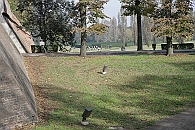 Img 094